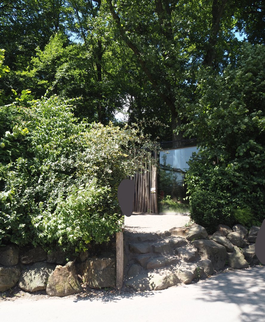 European wildcat viewing area, 2024-06-08