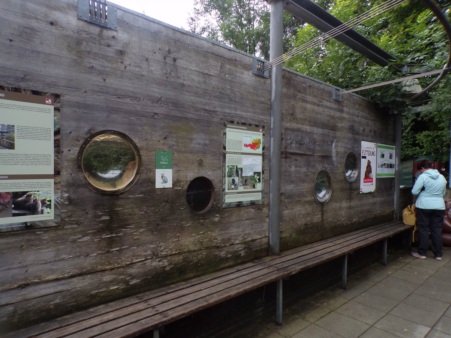 European wildcat viewing area 9.7.25