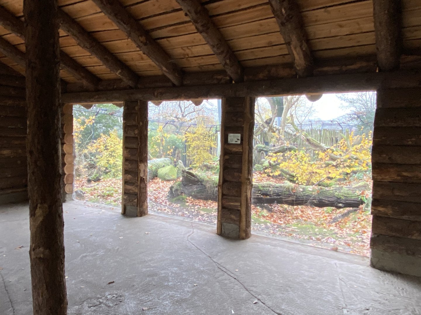 European wildcat viewing windows 011219