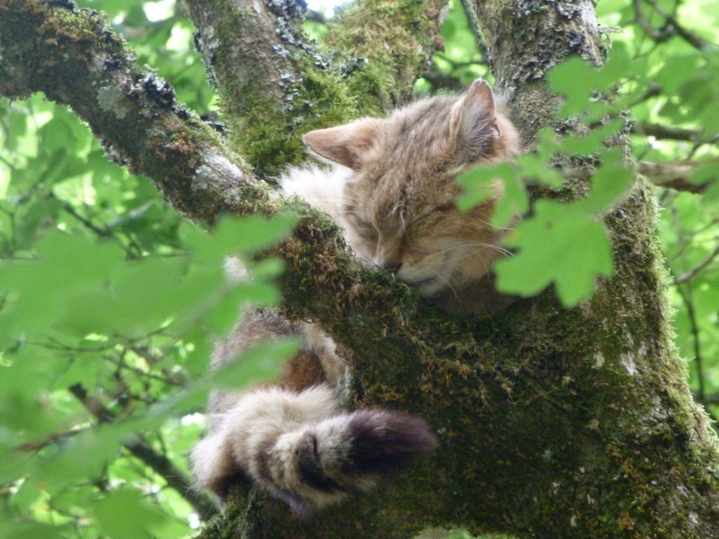 European wildcat -Zoodyssée (2025)