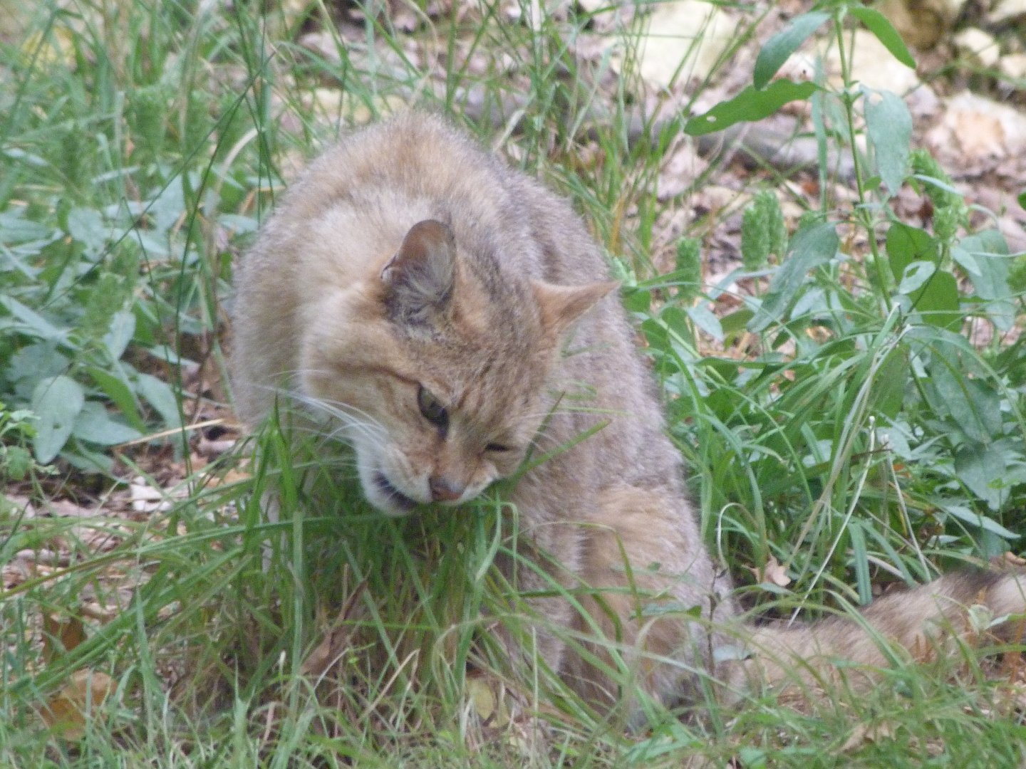 European wildcat -Zoodyssée (2025)