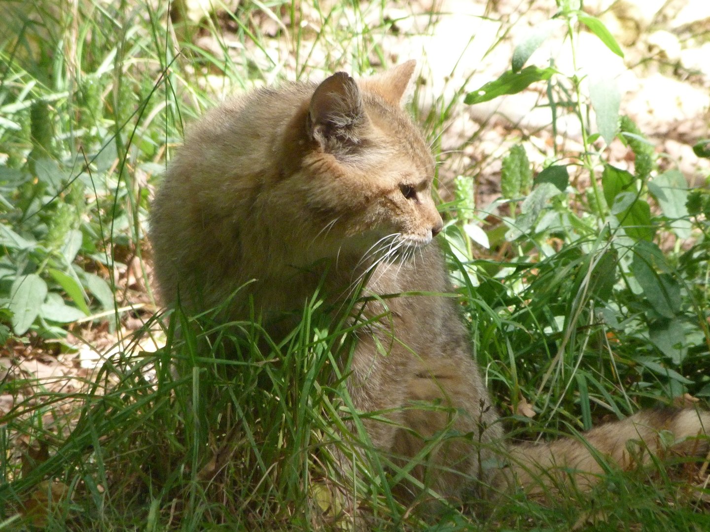 European wildcat -Zoodyssée (2025)