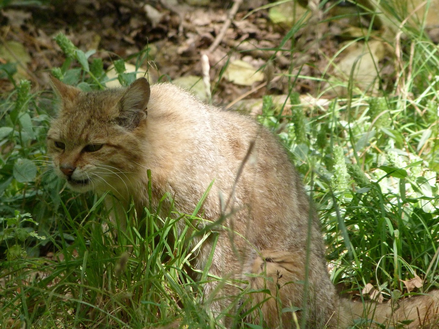 European wildcat -Zoodyssée (2025)