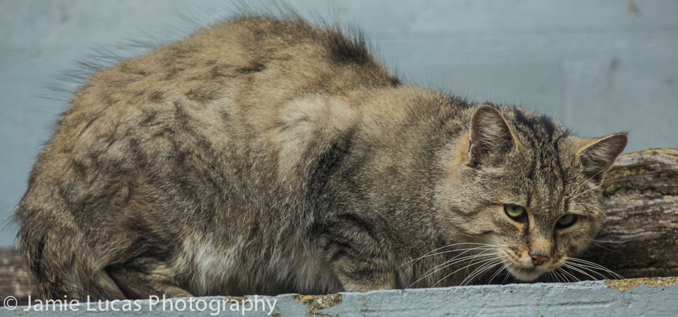 European Wildcat