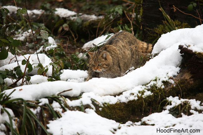 European wildcat