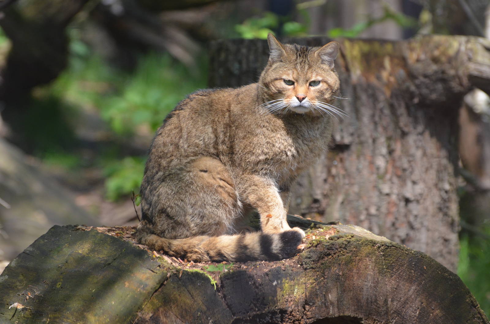 European wildcat