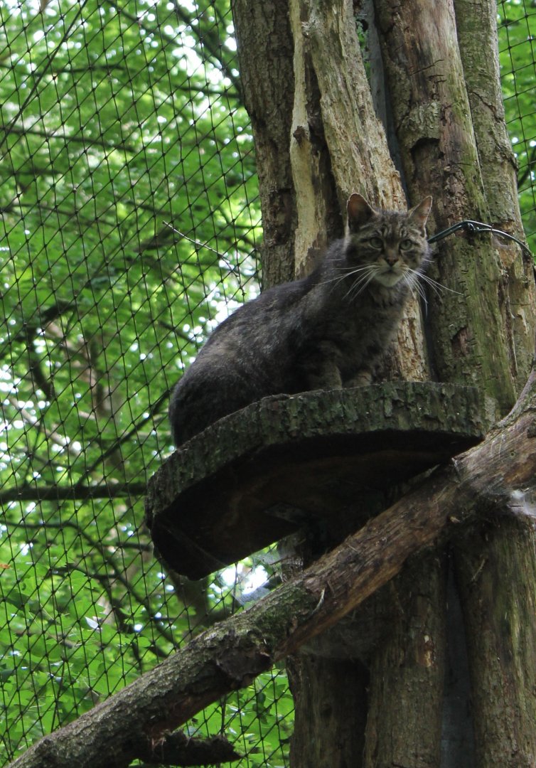 European wildcat