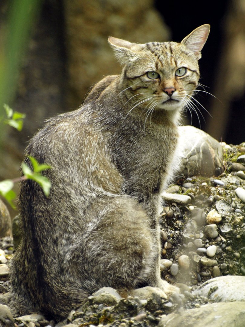 European wildcat