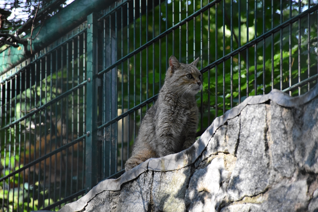 European wildcat