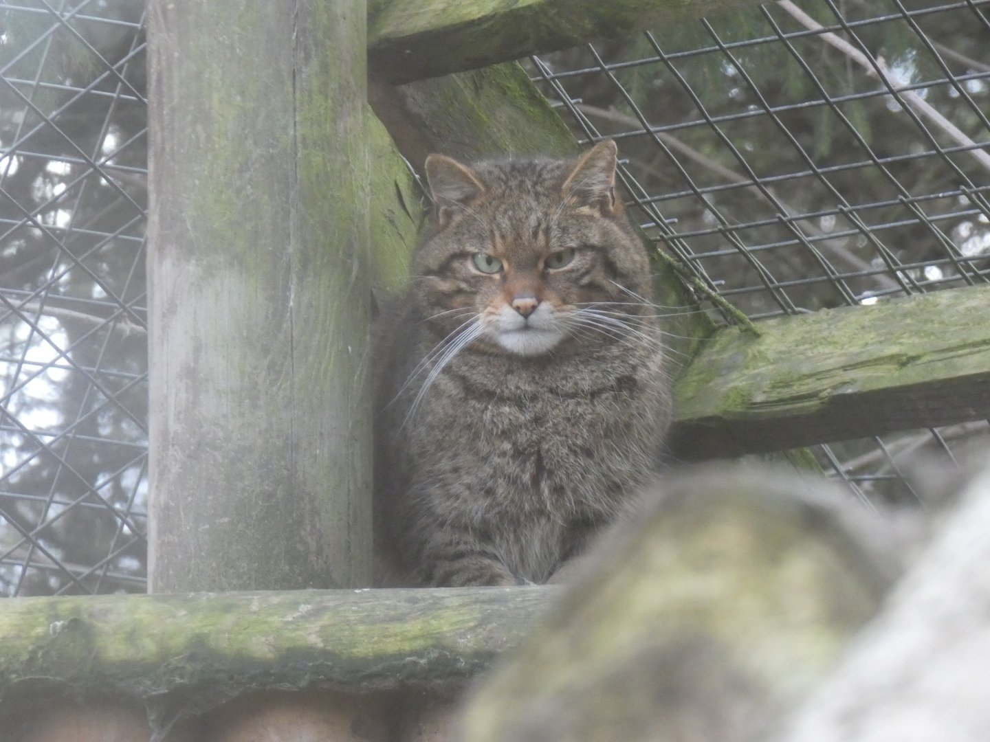 European Wildcat