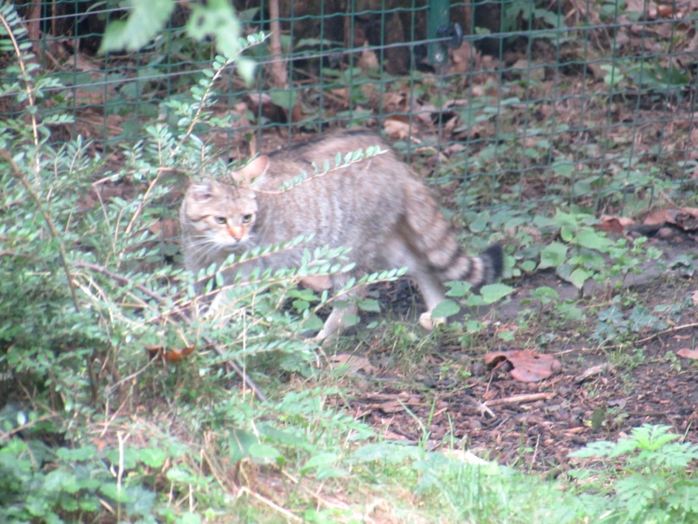 European Wildcat