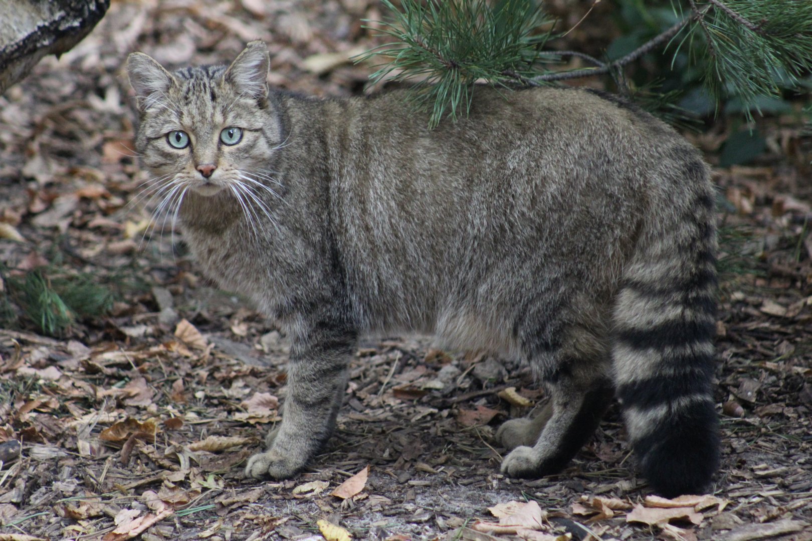 European Wildcat