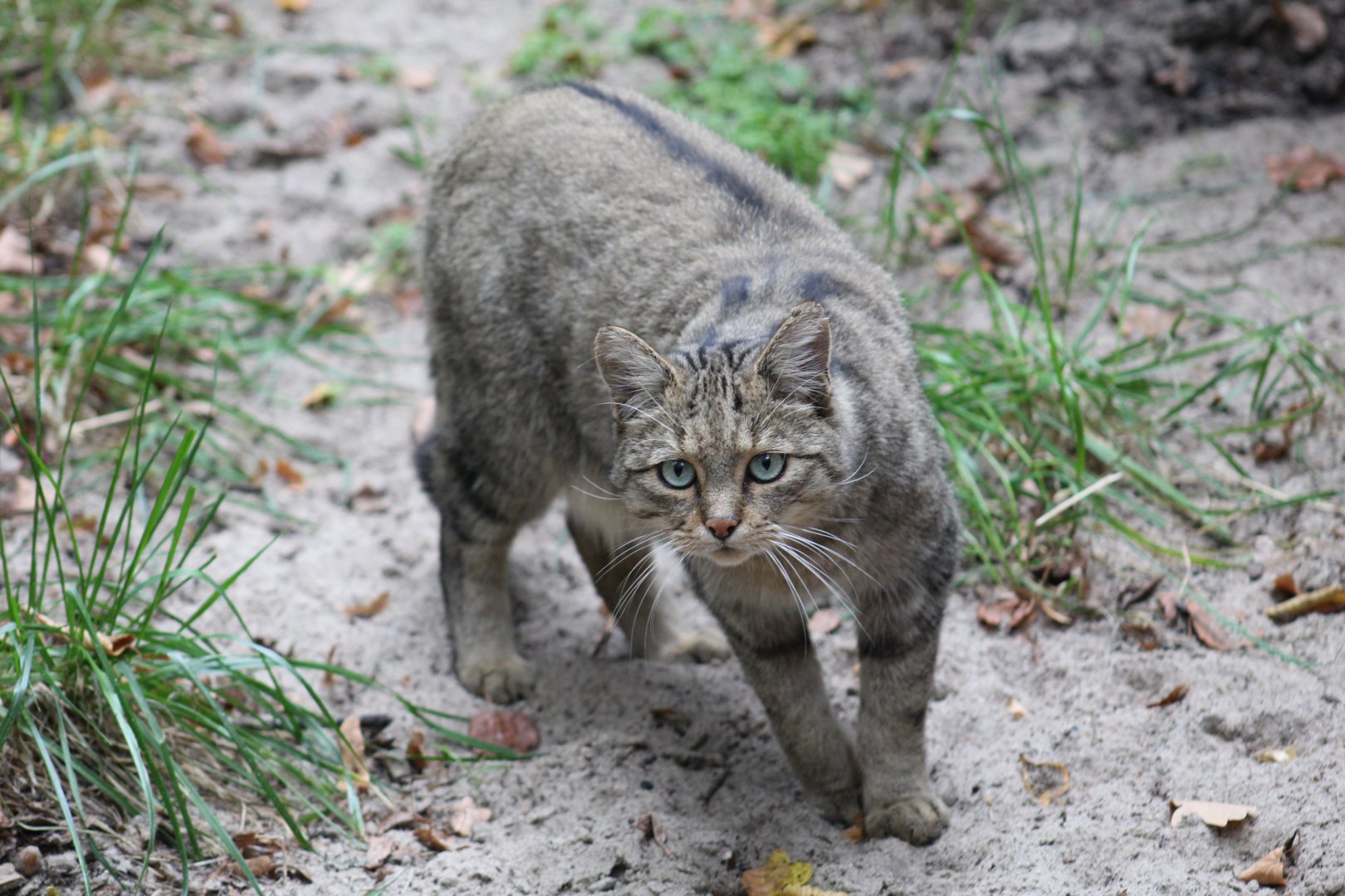 European Wildcat