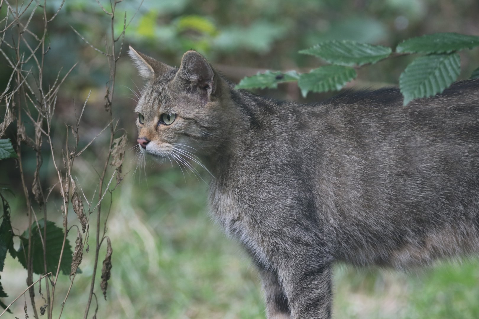 European wildcat