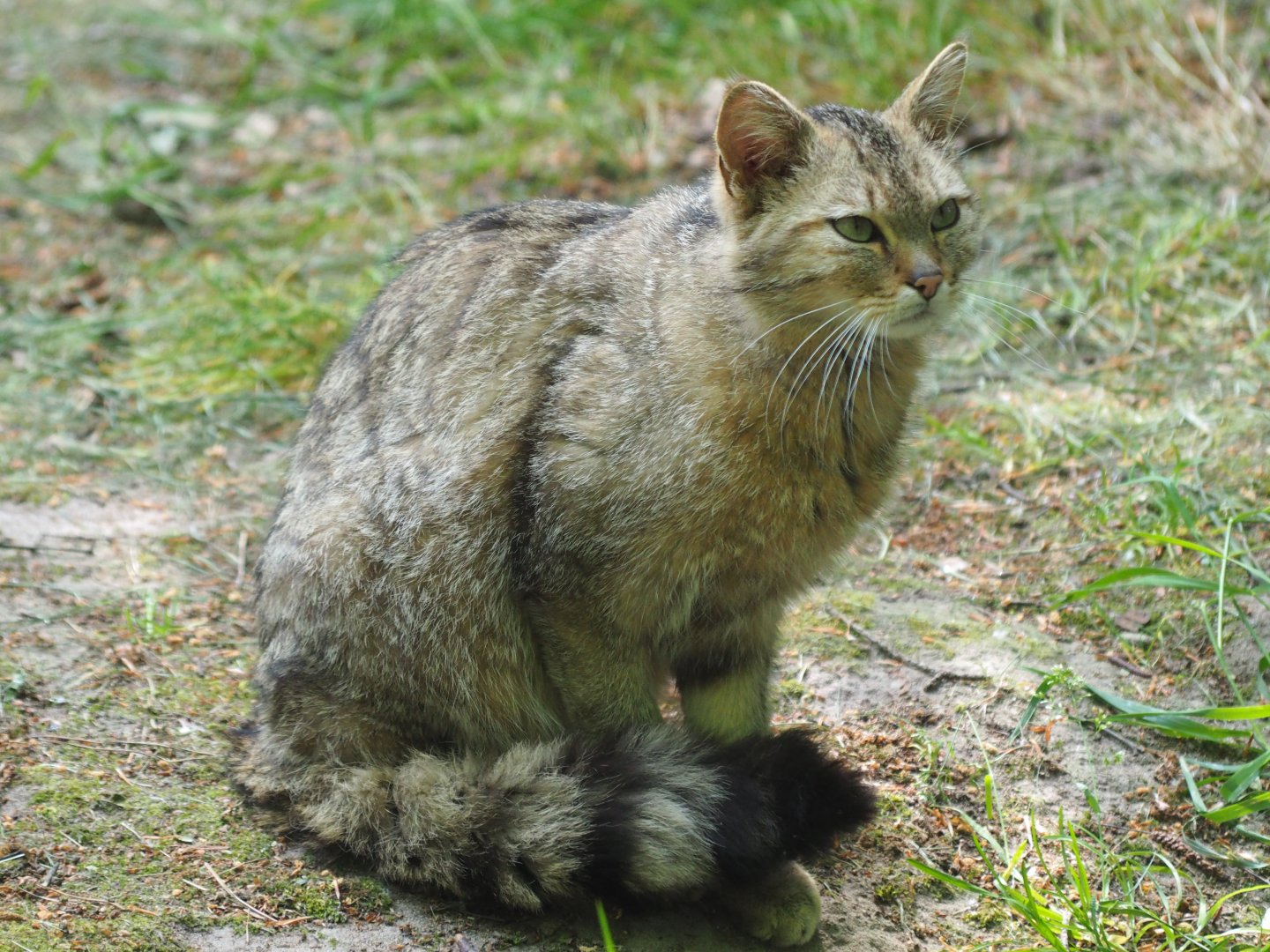 European Wildcat