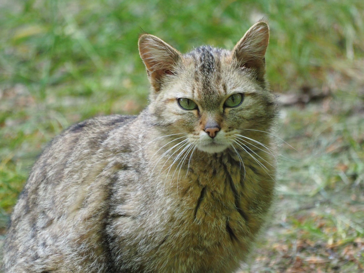 European Wildcat
