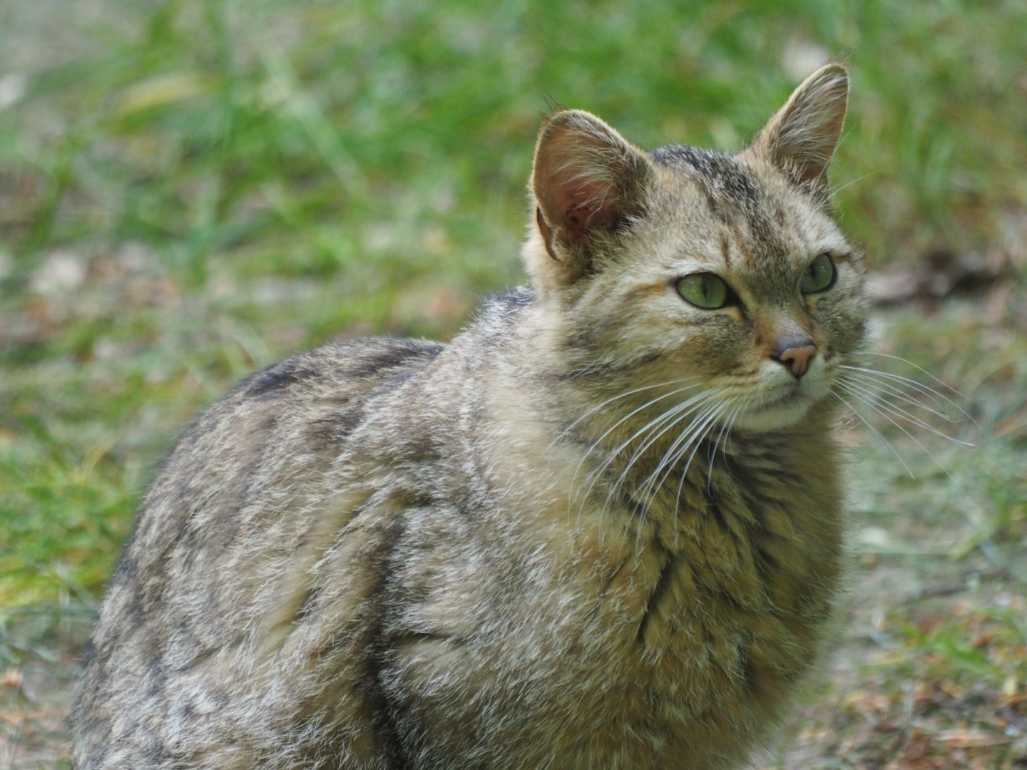 European Wildcat