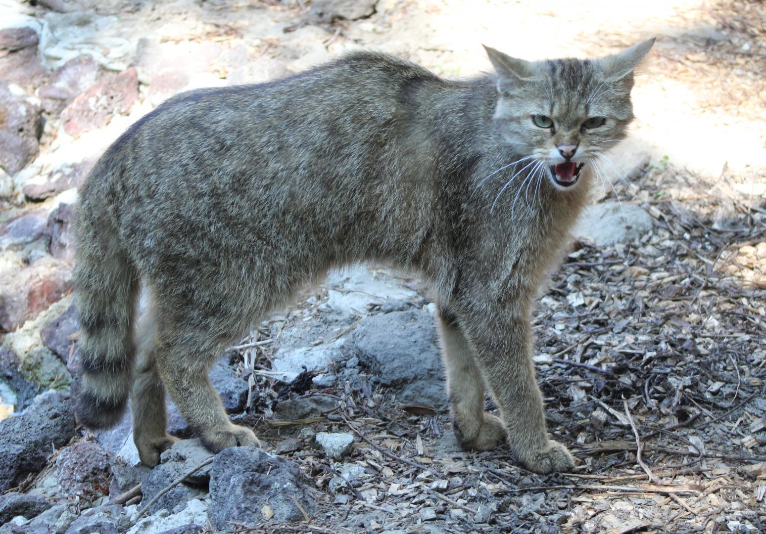 European wildcat