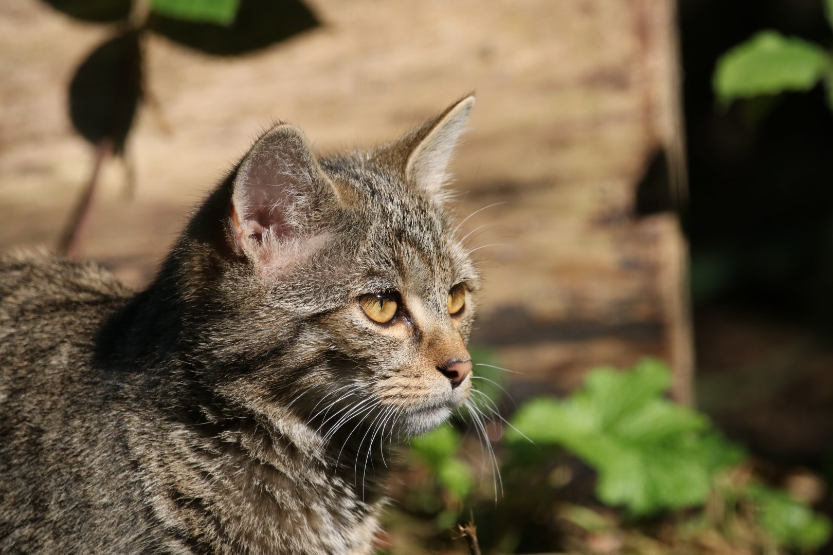 European wildcat