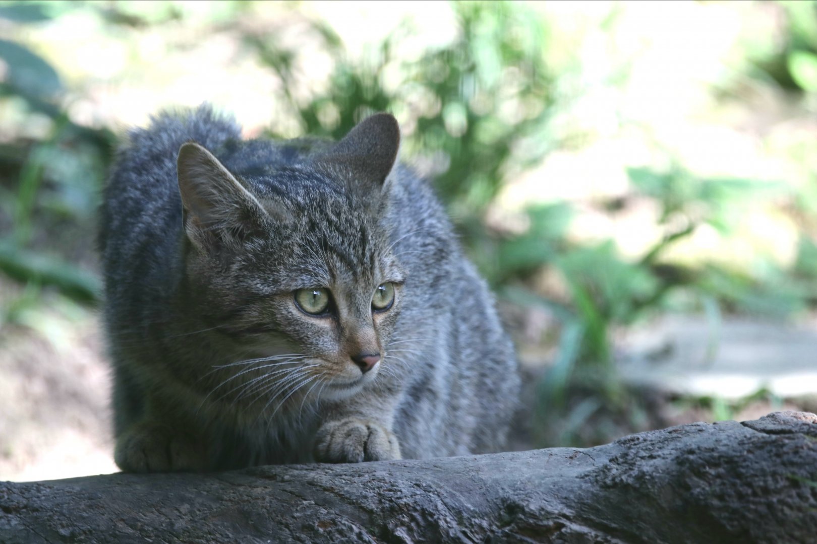 European wildcat