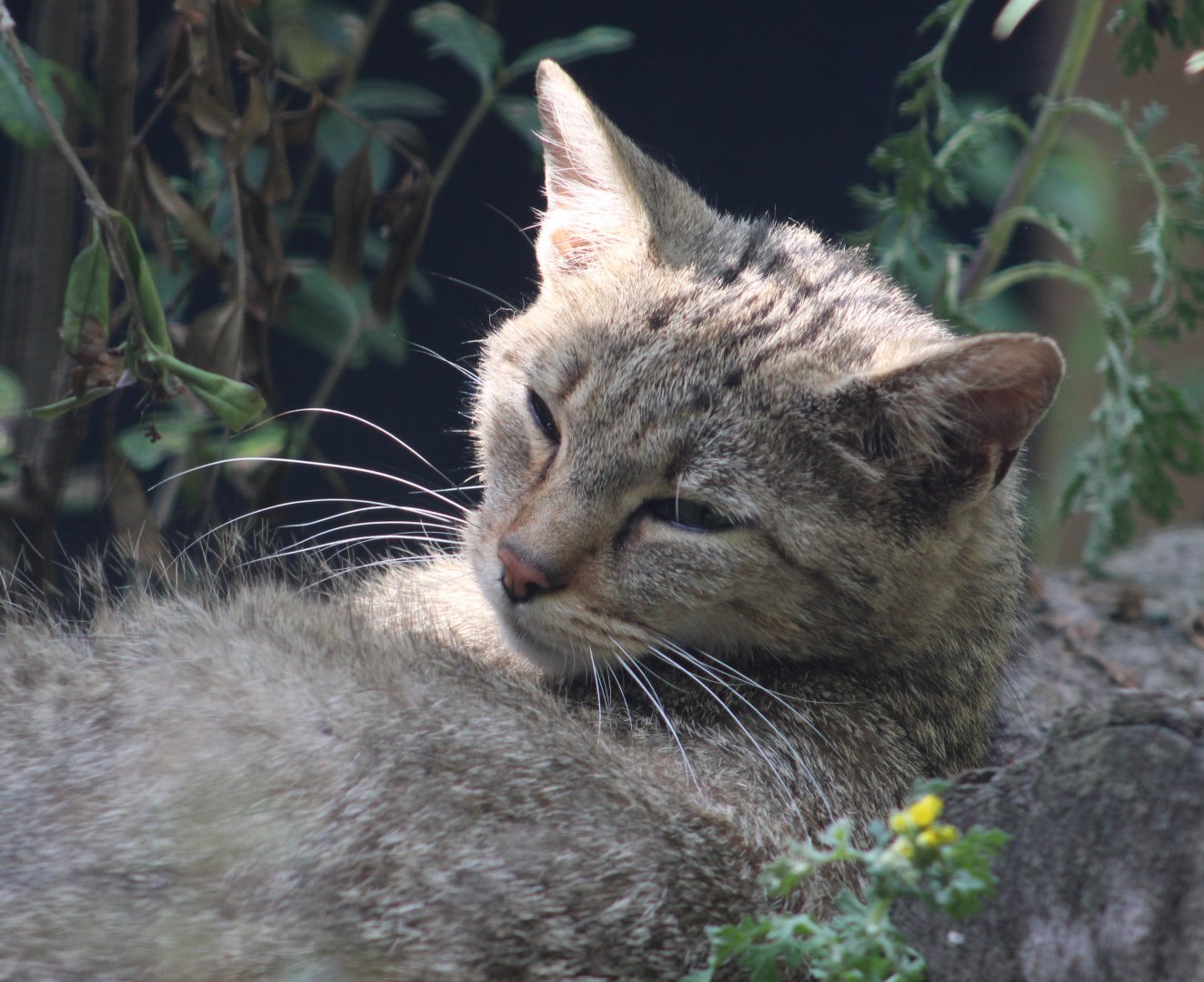 European wildcat