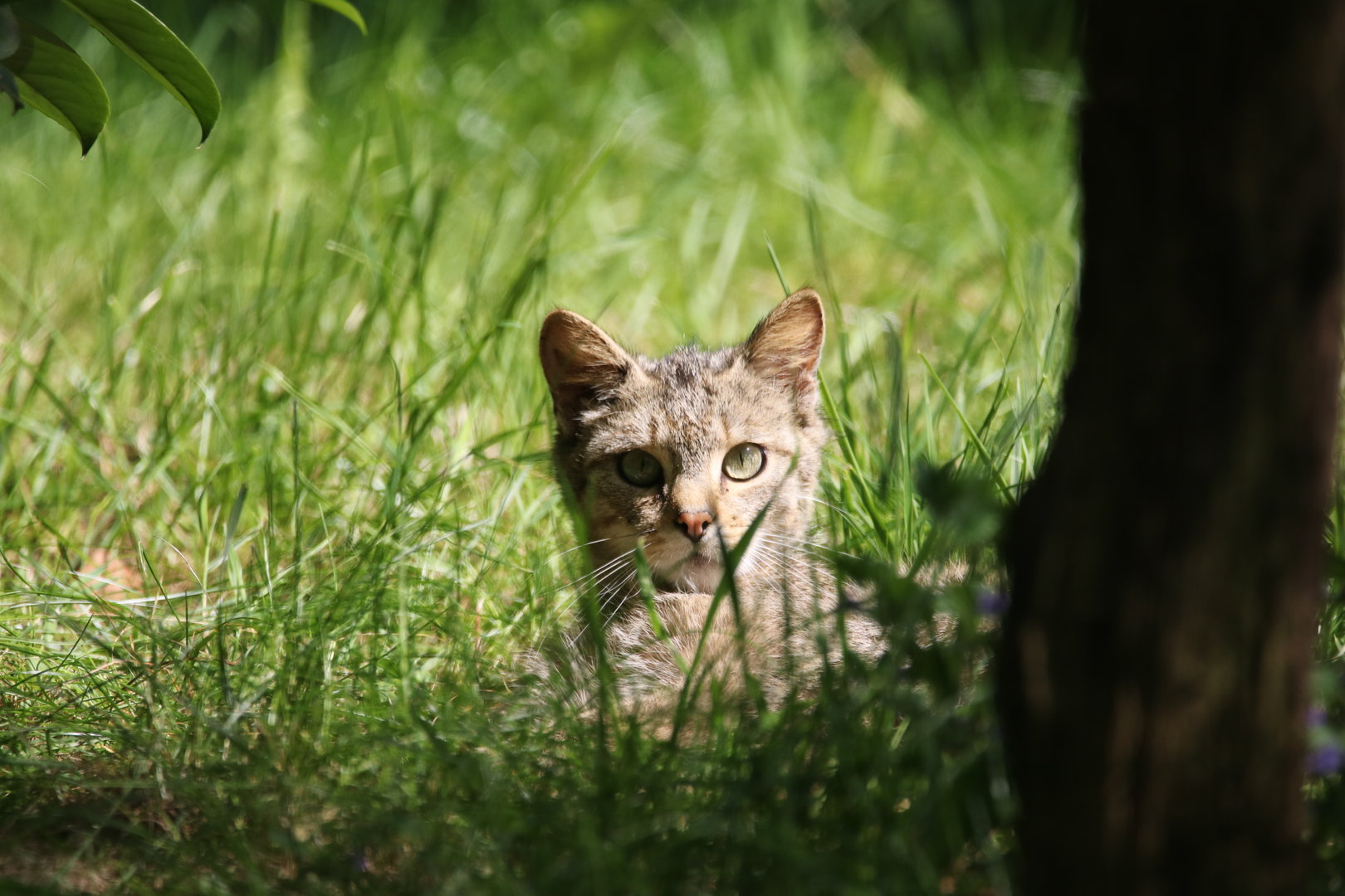 European wildcat