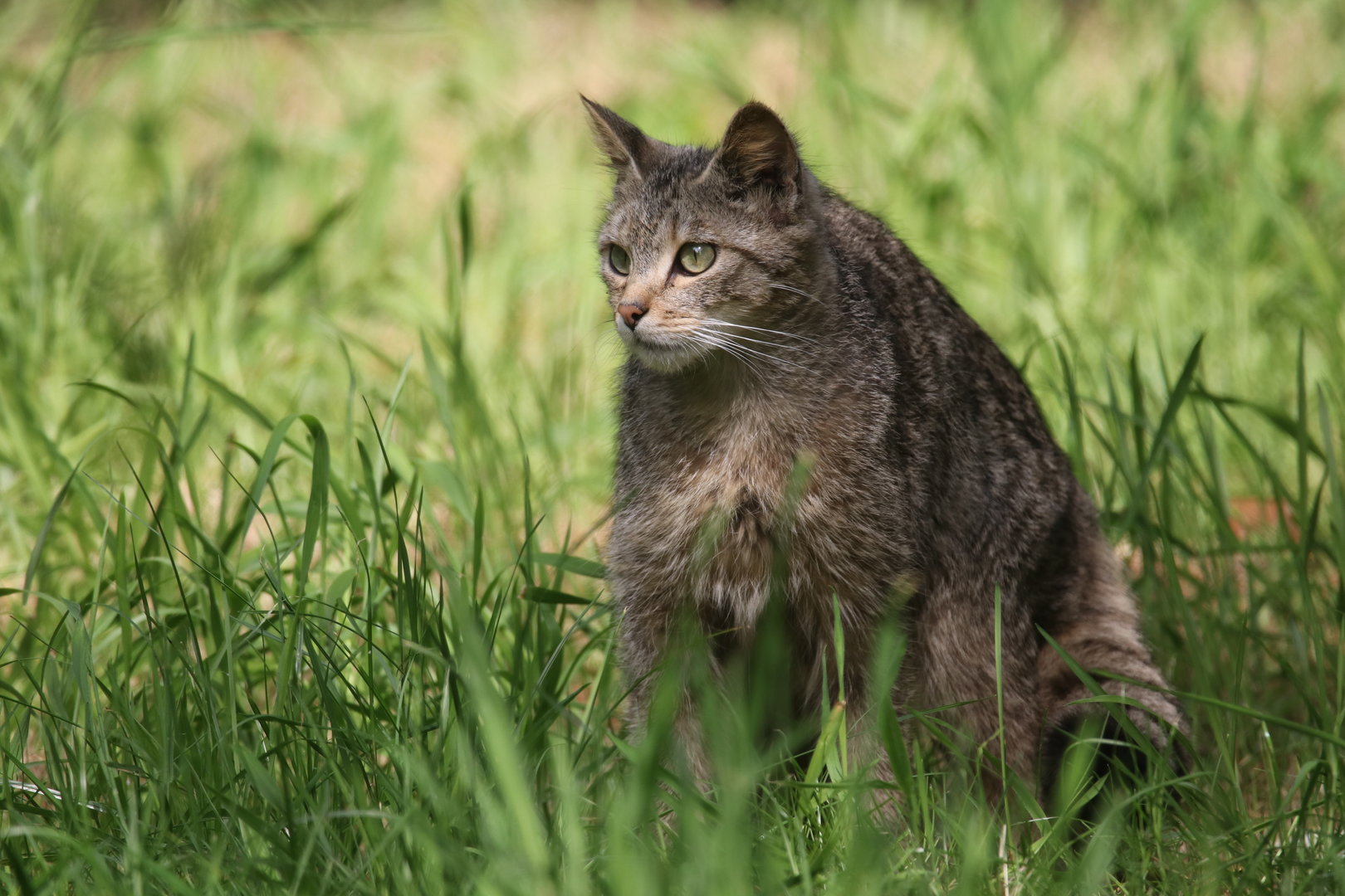 European wildcat