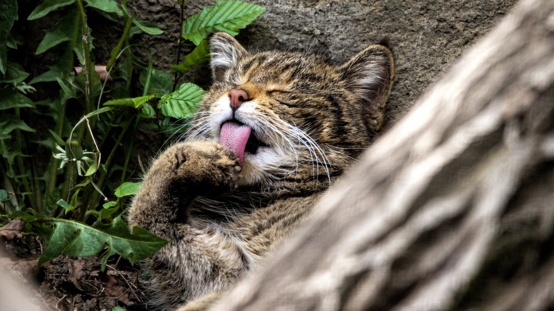 European wildcat