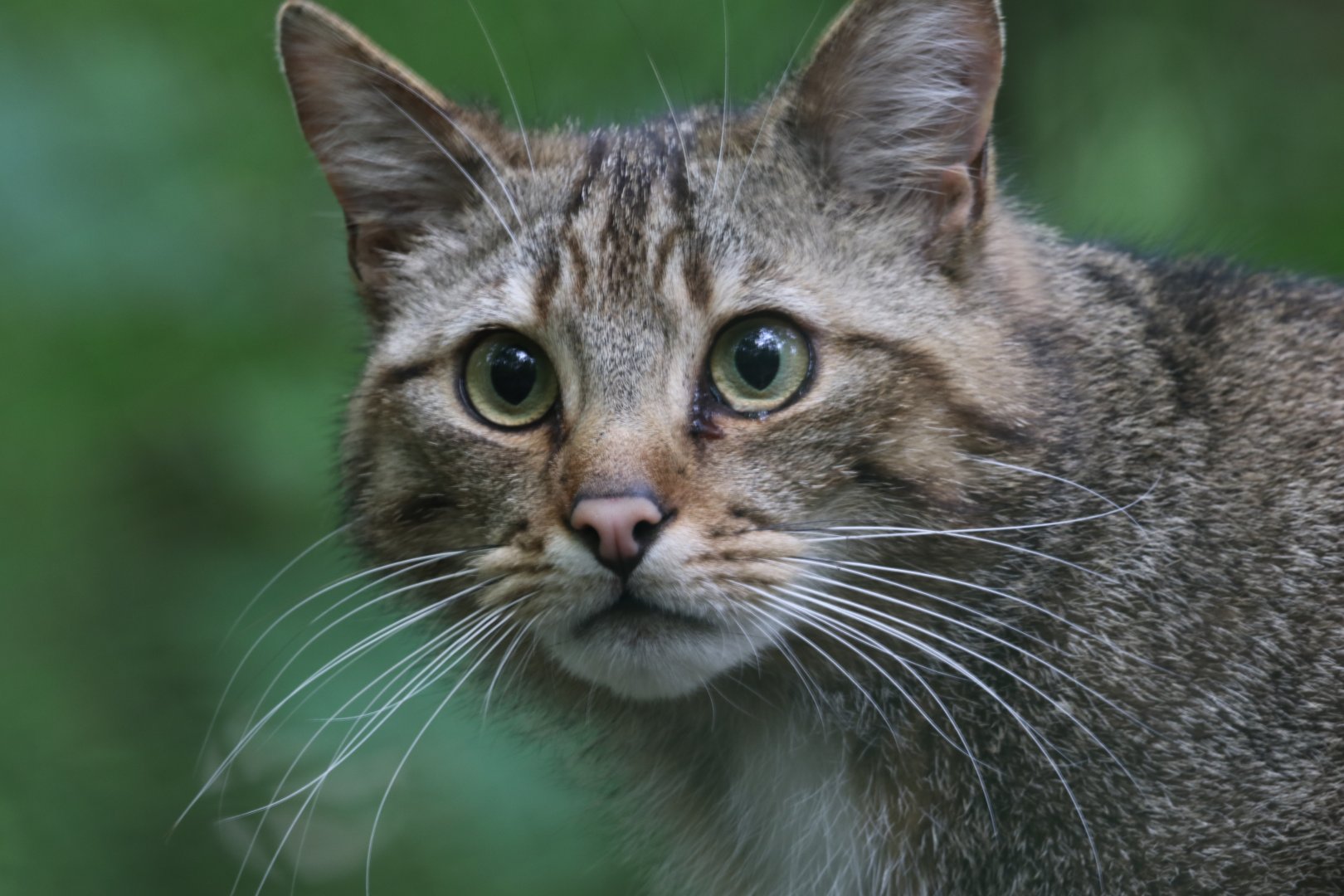 European wildcat