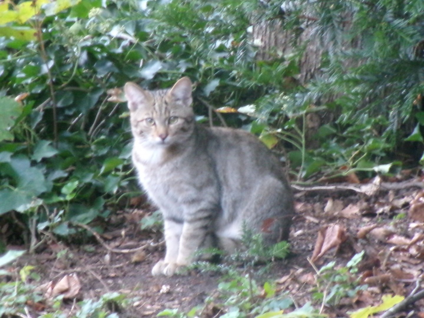 European wildcat