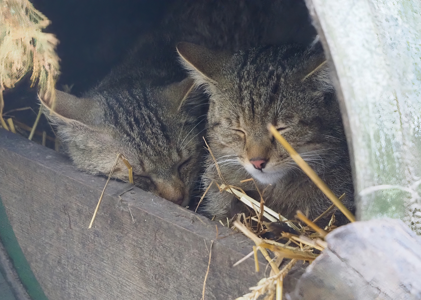 European wildcats (Felis silvestris silvestris), 2024-05-11