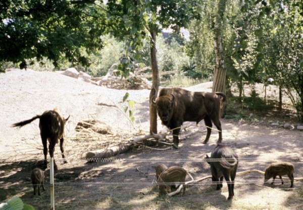 European Wisent (Bison bonasus) with wildboars