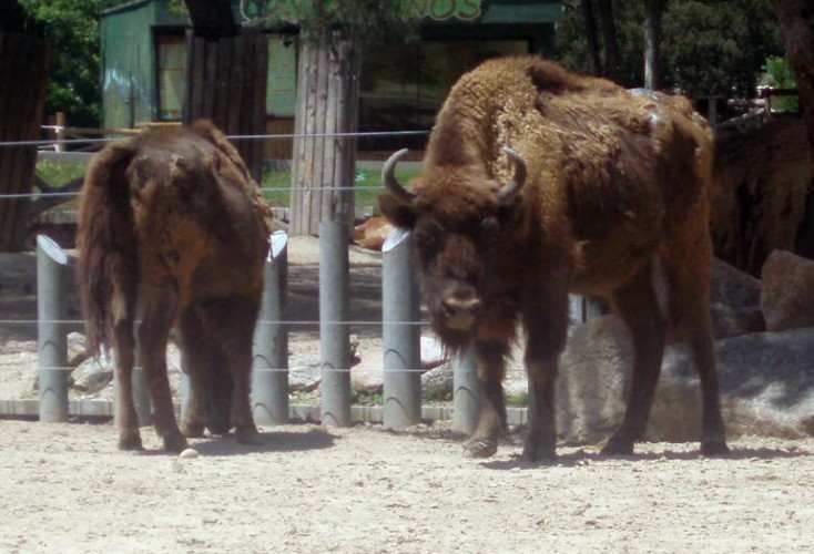 European Wisent (Bison bonasus)