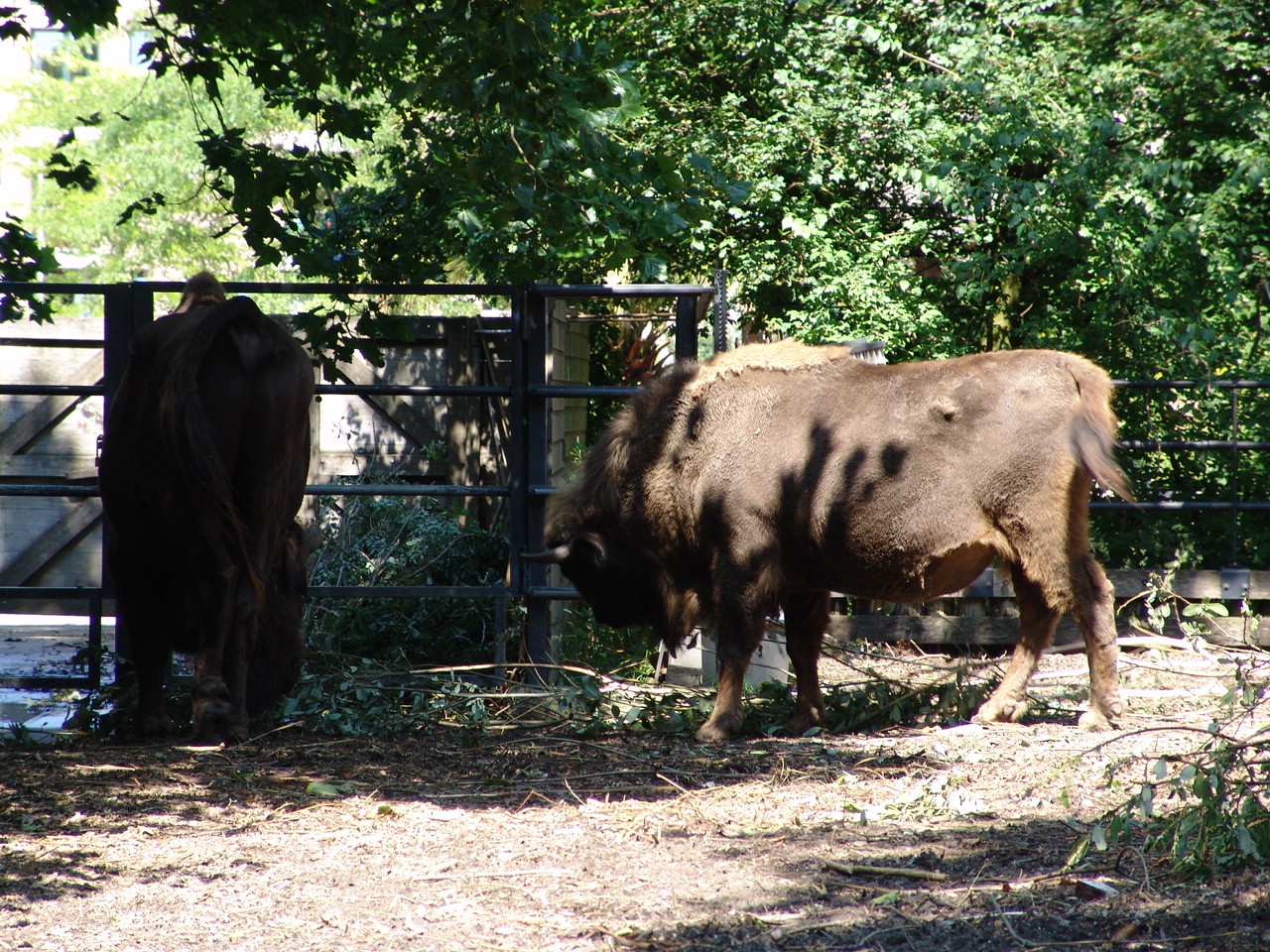European Wisent (Bison bonasus)