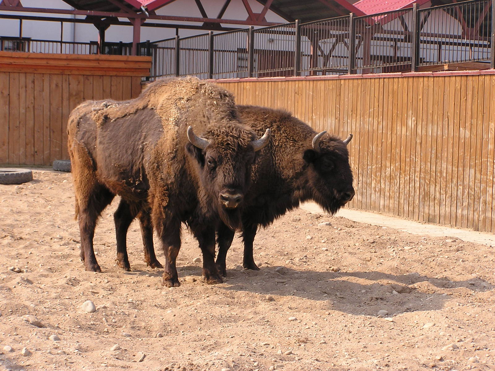 European wisent/ Bison bonasus