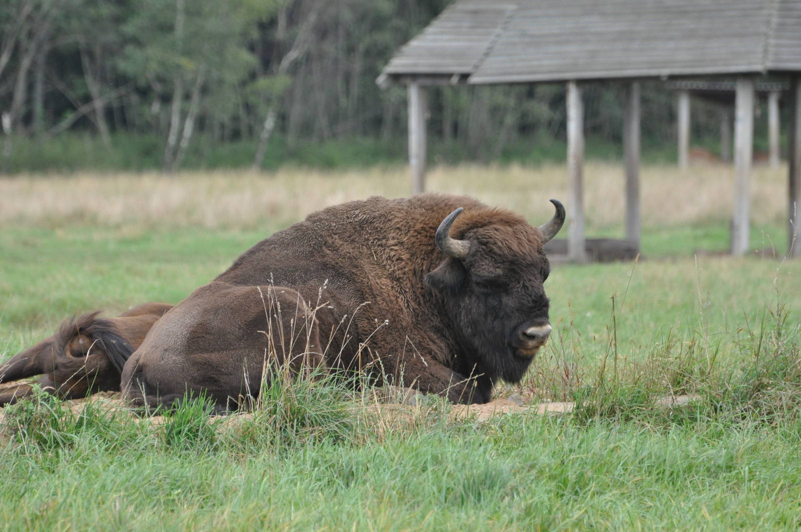 European wisent/ Bison bonasus