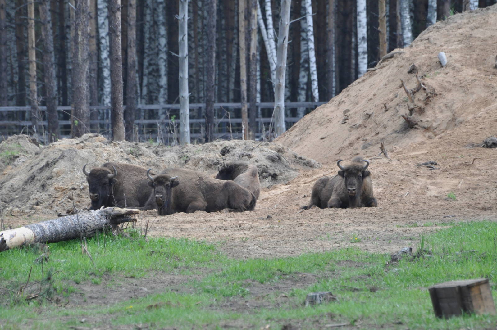 European wisent/ Bison bonasus