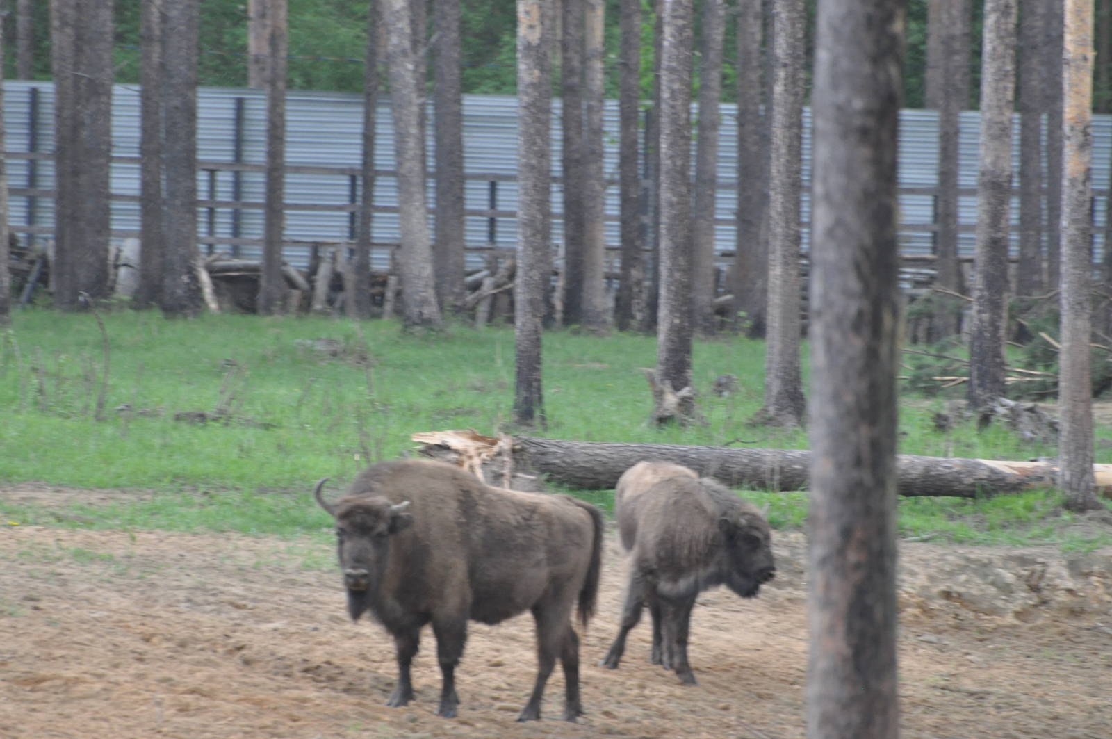 European wisent/ Bison bonasus