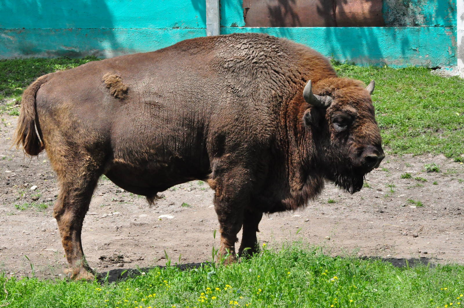 European wisent/ Bison bonasus