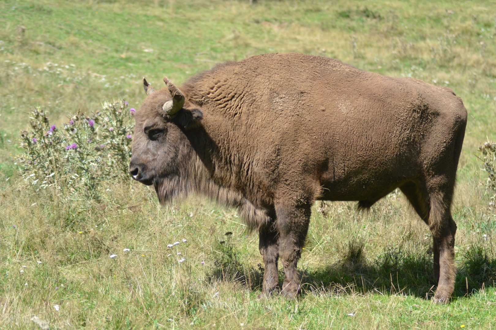 European Wisent - Bison bonasus