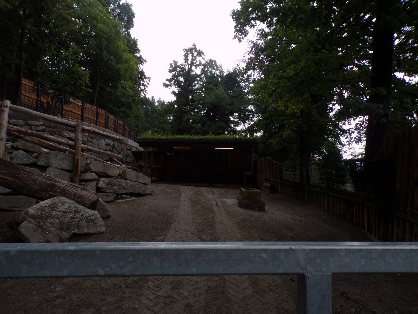 European wisent enclosure 9.7.25