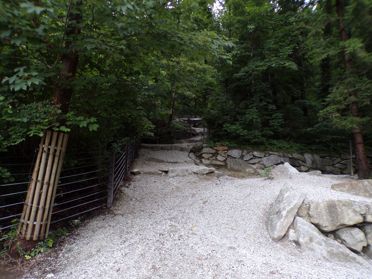 European wisent enclosure 9.7.25