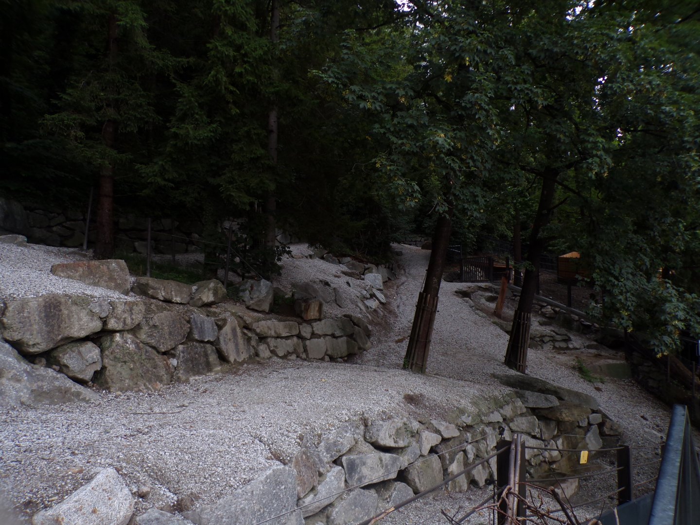 European wisent enclosure 9.7.25