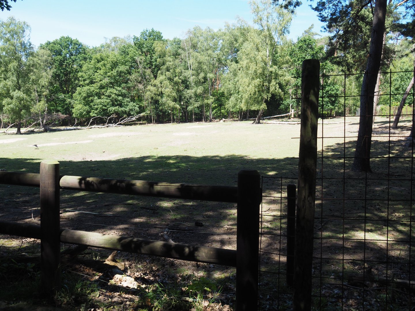 European Wisent Exhibit