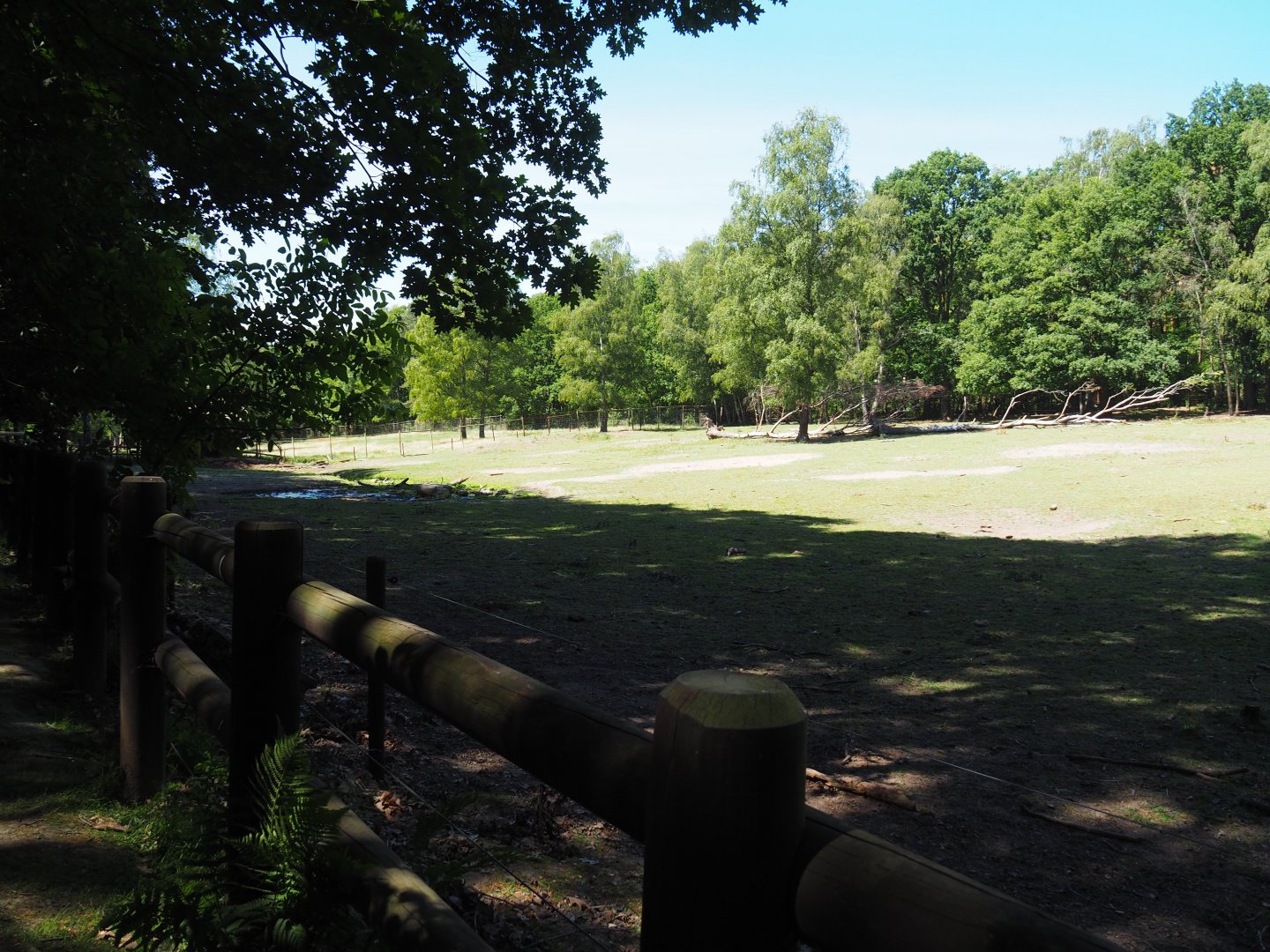 European Wisent Exhibit