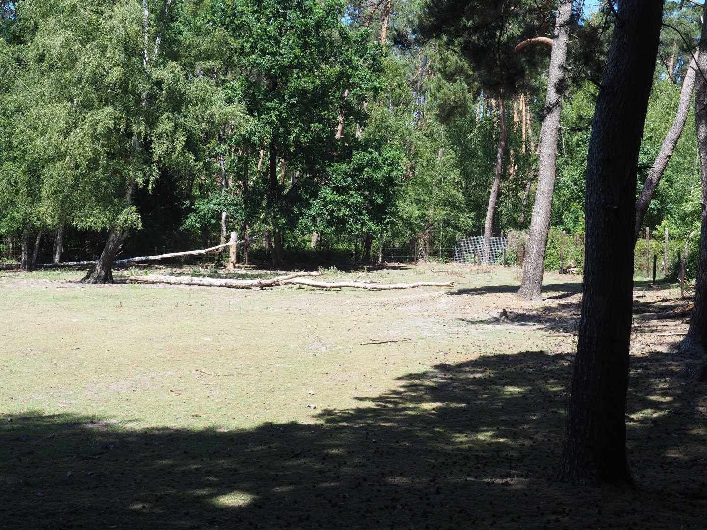 European Wisent Exhibit