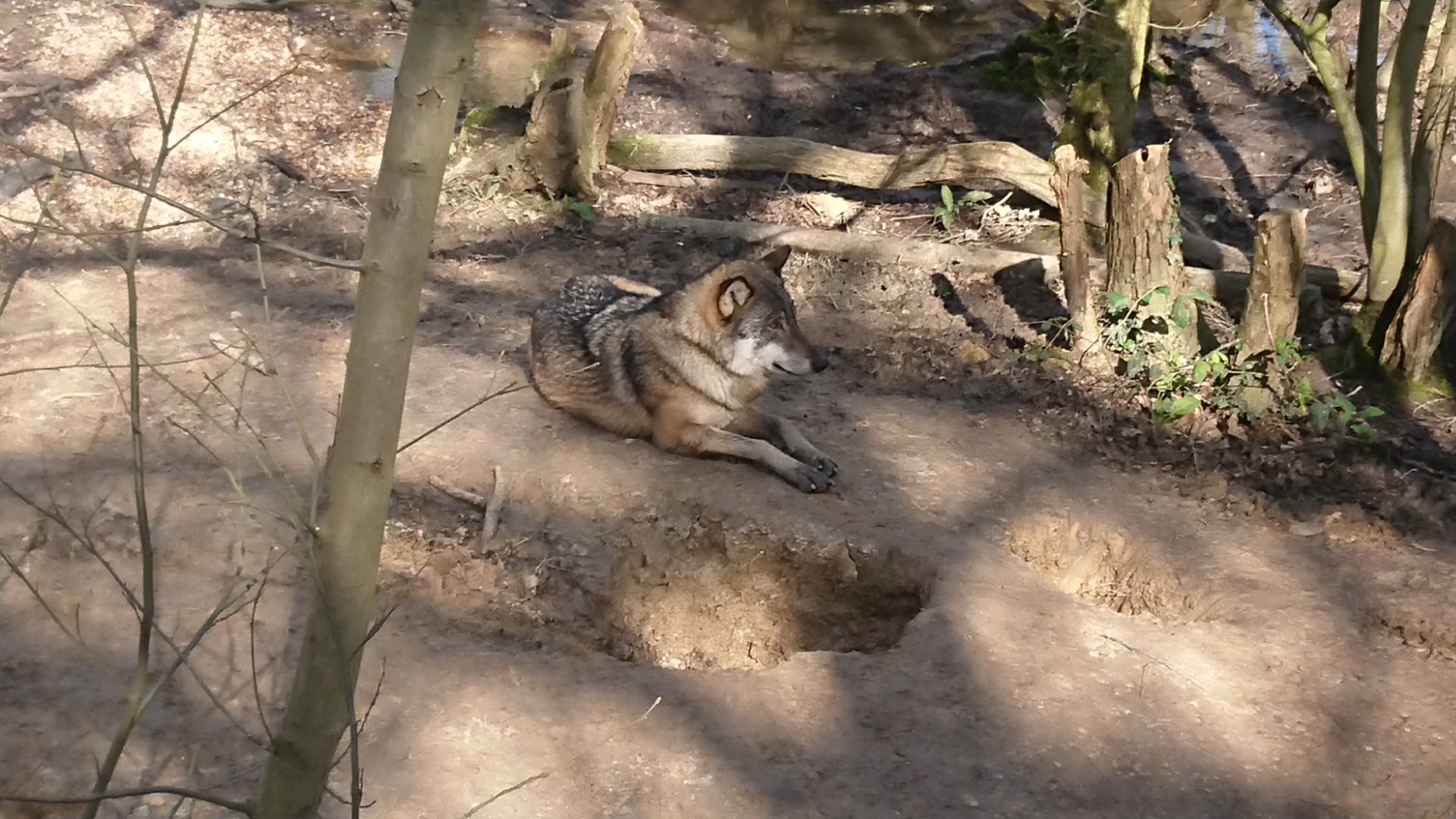 European wolf 12 March 2020