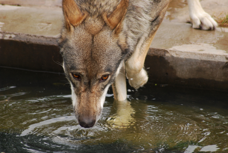 European wolf at Bernburg Tierpark