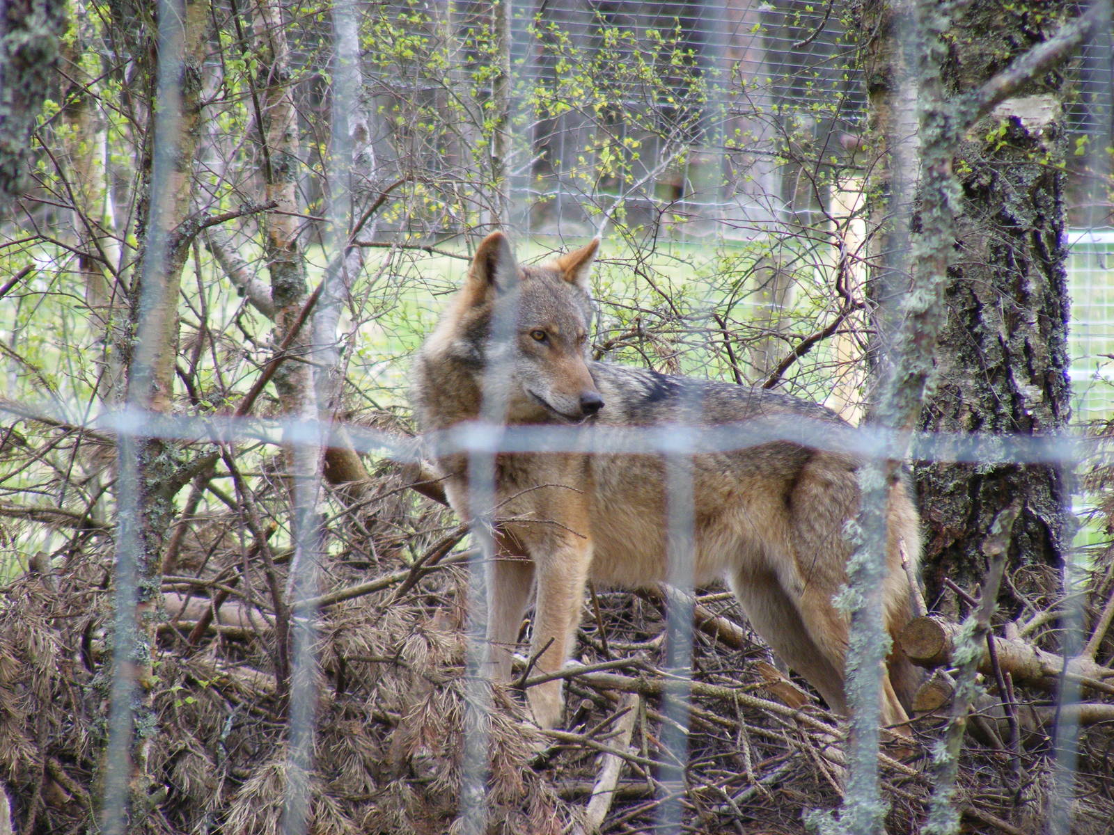 European wolf at Highland Wildlife Park, 17 May 2010