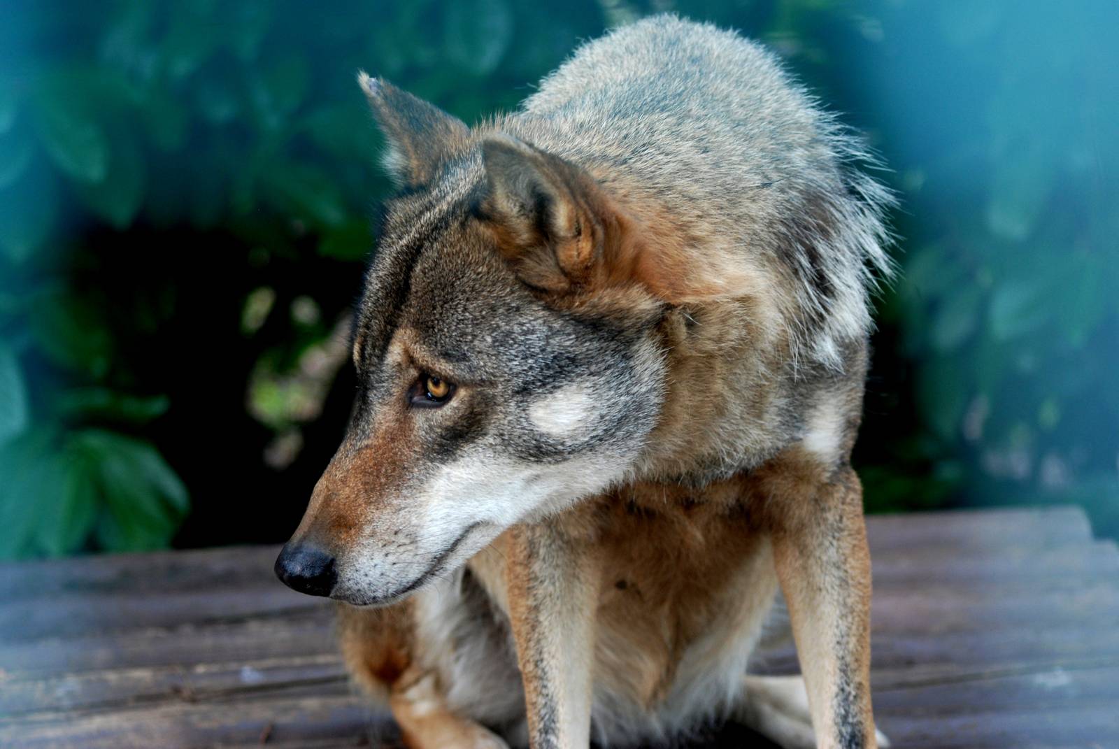 European Wolf at Paradise WP, 01/09/13